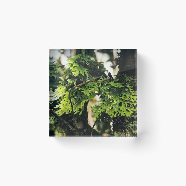 Item preview, Lichen in the Deep Forest, Waldheim, Cradle Mountain, Tasmania, Australia. designed and sold by kaysharp.