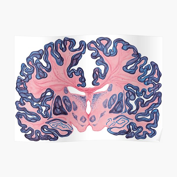 Gyri and Swirls of Human Brain Poster