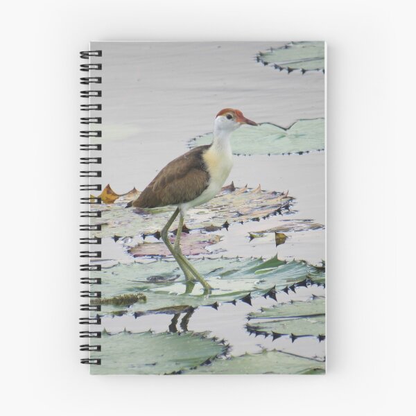 Item preview, Comb Crested Jacana (juvenile) 2 designed and sold by Genevieve Hanlon Art and Photography.