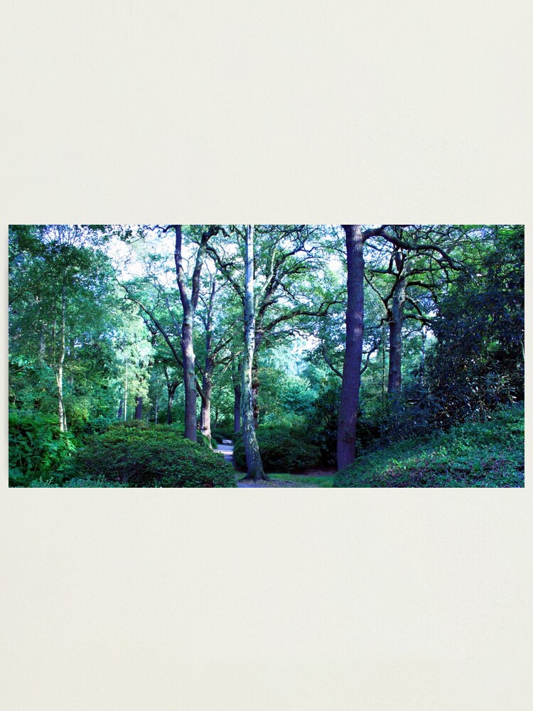Alternate view of Isabella Plantation Photographic Print