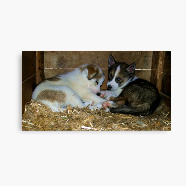 Don't Disturb....!!!! Canvas Print