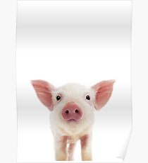 Baby Pig Portrait Poster