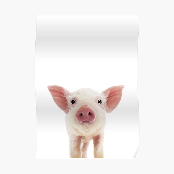 Baby Pig Portrait Poster