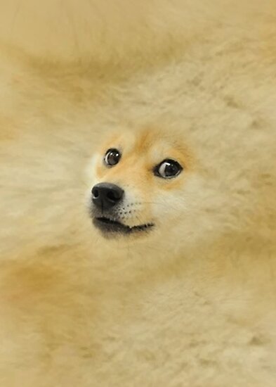 "Doge meme dog style Kekistan Shiba Inu #DogRight doggo full face with fur" Photographic Print ...