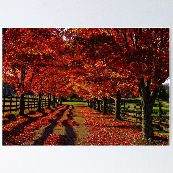 Item preview, Driveway  designed and sold by Dave Parrish Photography.