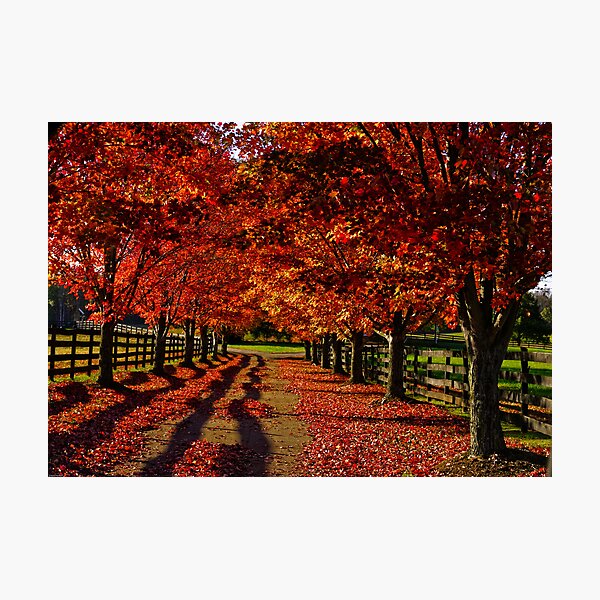 Item preview, Driveway  designed and sold by Dave Parrish Photography.
