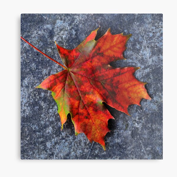 Autumn glory Metal Print