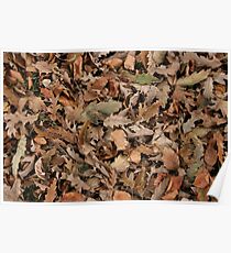 Autumn leaves Poster