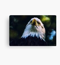 Bald Eagle - USA - Gift idea Canvas Print