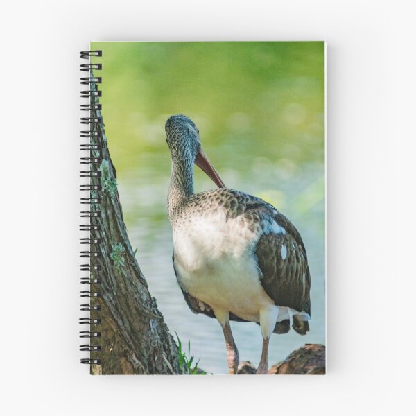 Item preview, American white ibis in Florida designed and sold by KensLensDesigns.