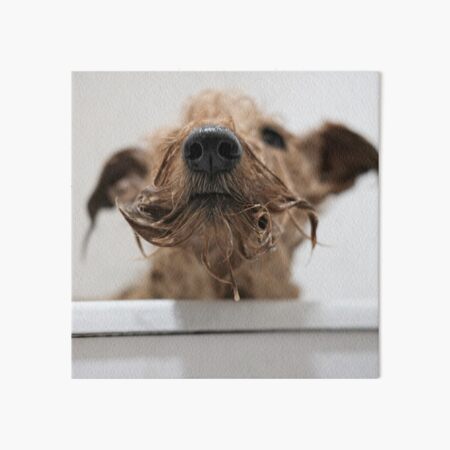 Dirty Dog! Art Board Print