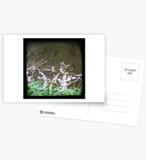 Petals Postcards