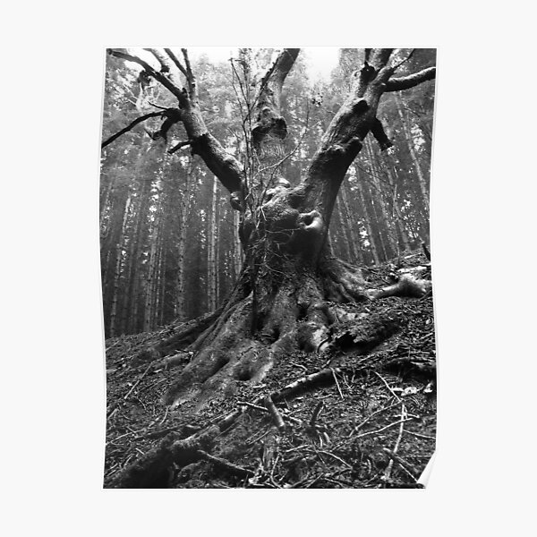 Scary tree - Allenbanks, Northumberland Poster