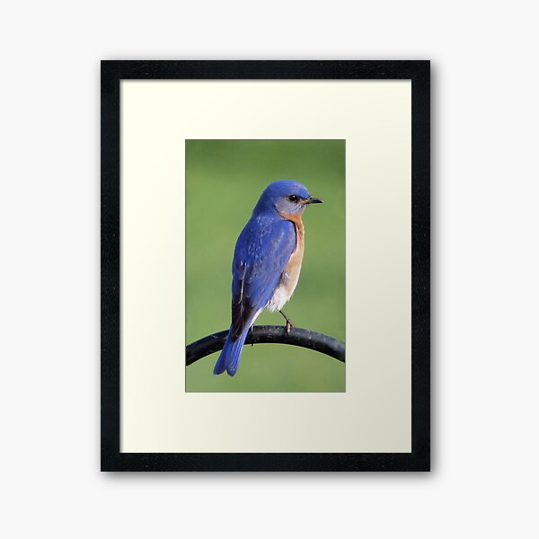 Eastern Bluebird Framed Art Print