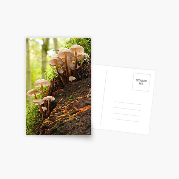 Mushroom stands in the forest - Allenbanks, Northumberland Postcard