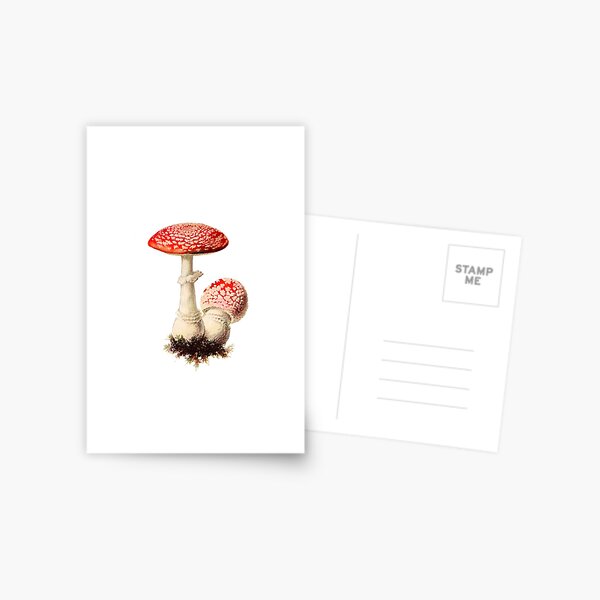 Magische Pilze, Amanita Muscaria, Futtersuche, Fliegenpilz, Fliegenpilz Pilze, Mykologie botanische Illustration, rote Pilze, Waldpilz, Fairy Shrooms Postkarte