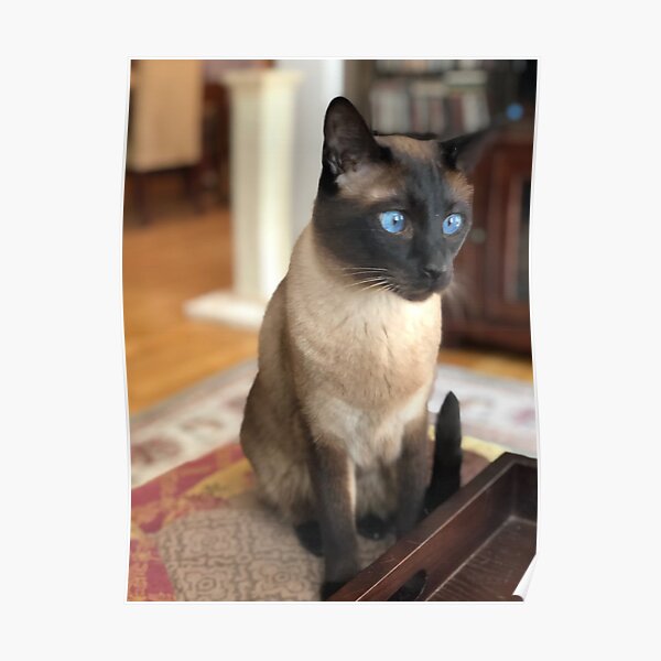 Seal Point Posters For Sale Redbubble