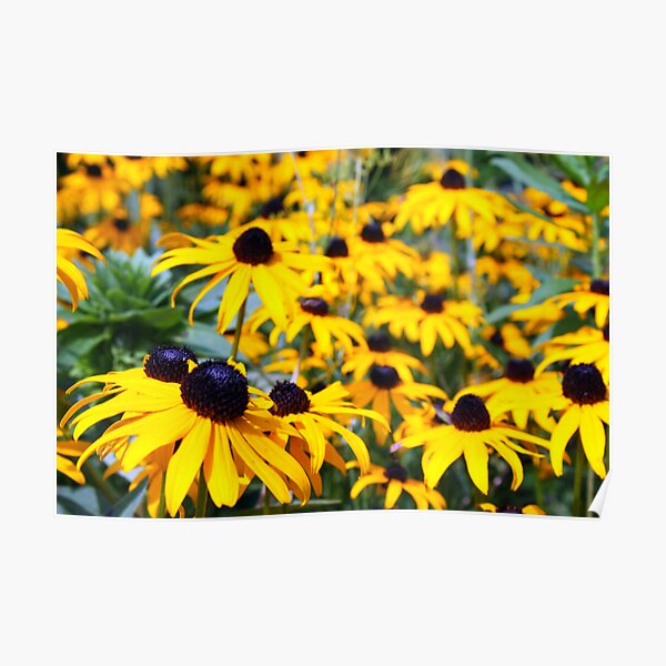 Group Of Rudbeckia~ Poster