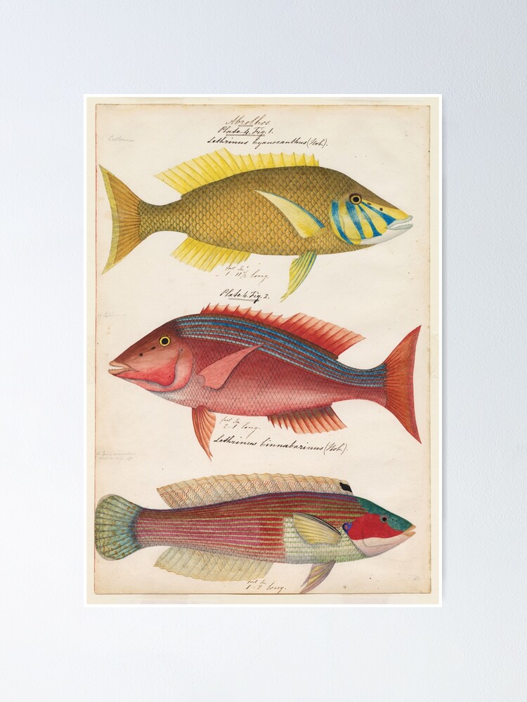 "Sketches of Australian fishes, circa 1840" Poster for Sale by StateLibrarySA Redbubble