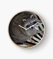 Raccoon Clock
