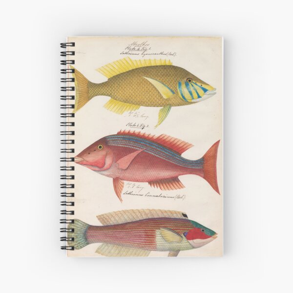 Item preview, Sketches of Australian fishes, circa 1840 designed and sold by State Library of South Australia.
