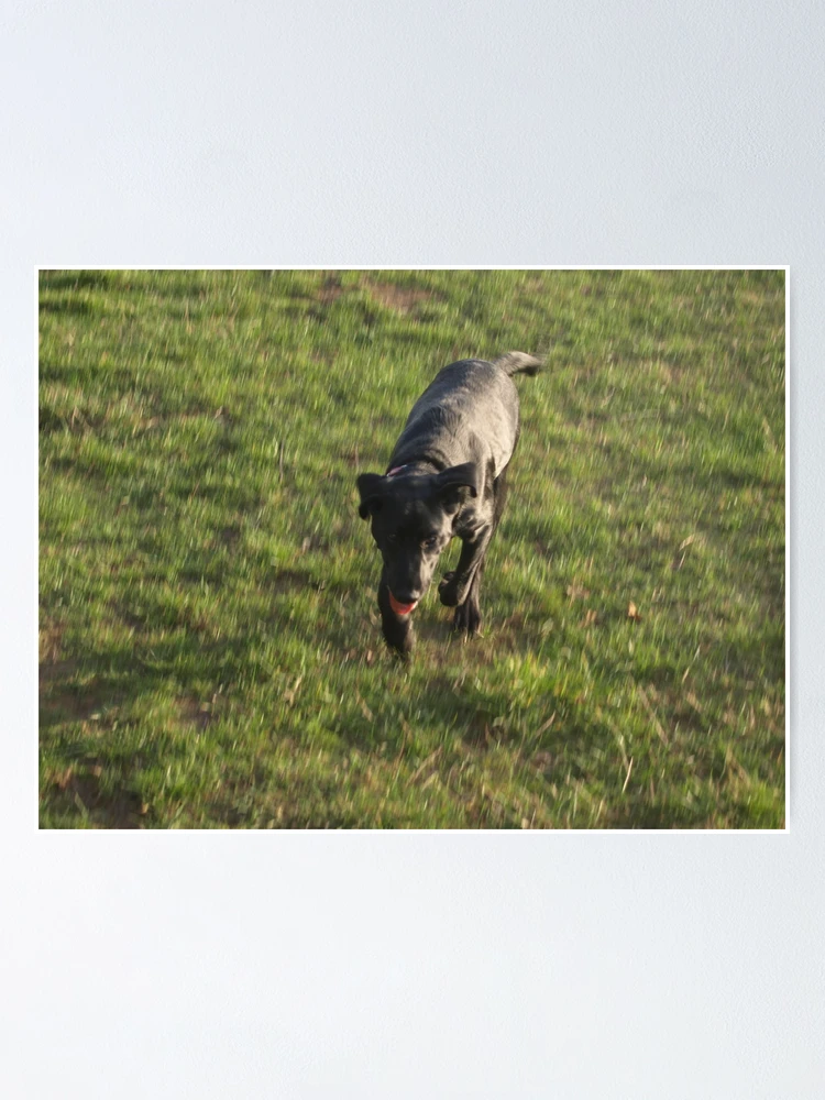 Thumbnail 1 of 3, Poster, Fetch! designed and sold by NowhereMan.