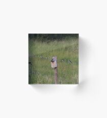 Fledge time Acrylic Block