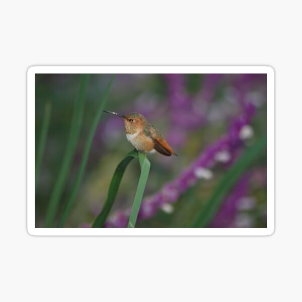 Smallest bird in the World Sticker
