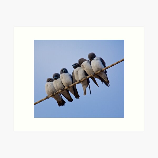 NT ~ SWALLOW ~ White-breasted Woodswallow o5X4nBoT by David Irwin ~ WO Art Print