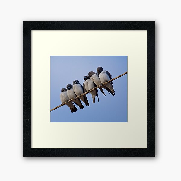 NT ~ SWALLOW ~ White-breasted Woodswallow o5X4nBoT by David Irwin ~ WO Framed Art Print