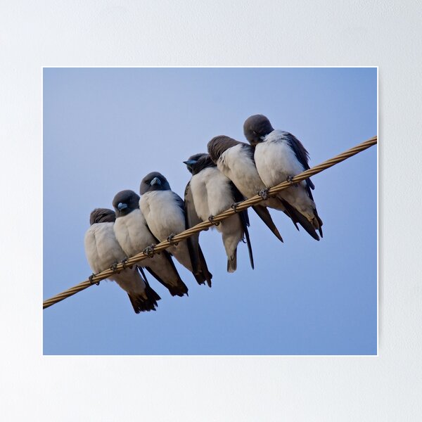 NT ~ SWALLOW ~ White-breasted Woodswallow o5X4nBoT by David Irwin ~ WO Poster
