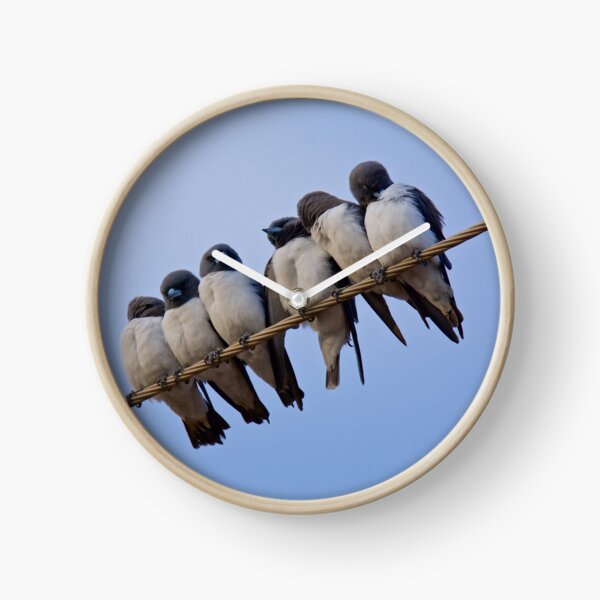 NT ~ SWALLOW ~ White-breasted Woodswallow o5X4nBoT by David Irwin ~ WO Clock