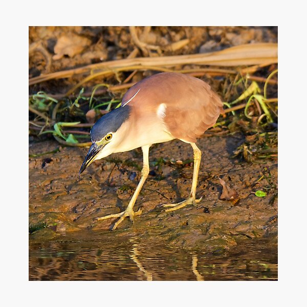 NT ~ WADER ~ Nankeen Night Heron by David Irwin ~ WO Photographic Print