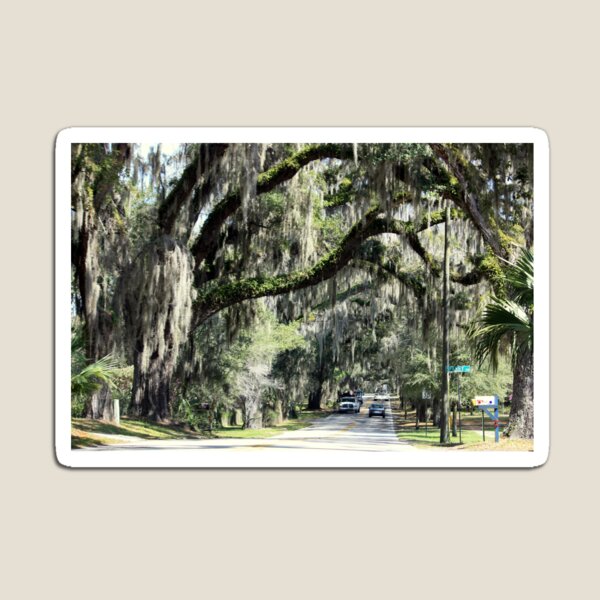 Tree Moss. Spanish Moss