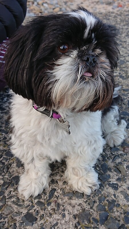 shih tzu beard