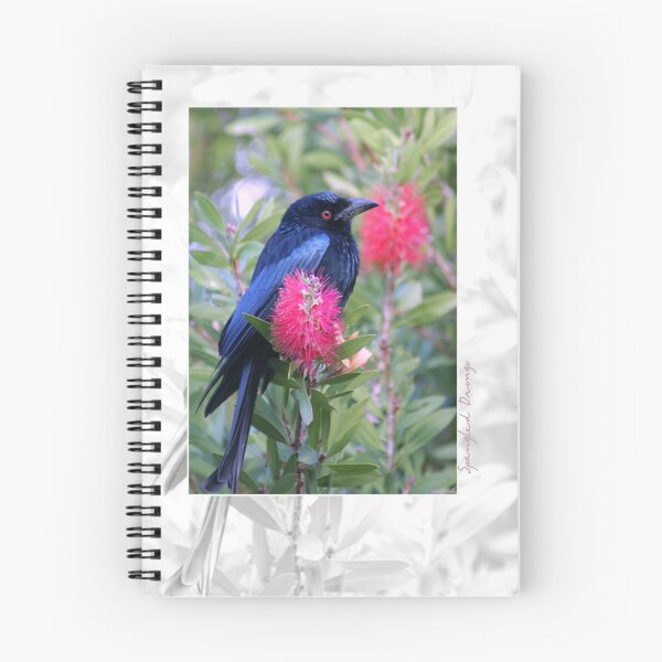 Item preview, Australian Birdlife - Spangled Drongo designed and sold by Holly Kempe.