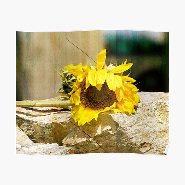 Sunflower in Texture Mode Poster