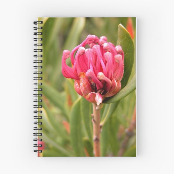Item preview, Tasmanian Waratah, Cradle Mountain, Tasmania, Australia. designed and sold by kaysharp.
