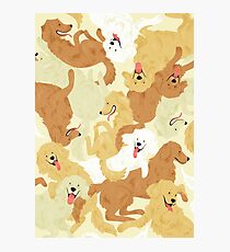 Golden retriever Photographic Print
