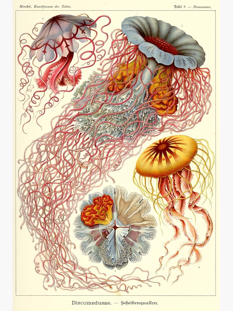 "Vintage Jellyfish Poster Haeckel Print" Photographic Print for Sale by