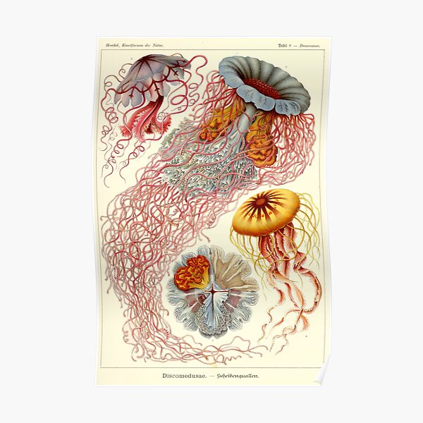 Vintage Jellyfish Poster Haeckel Print Poster