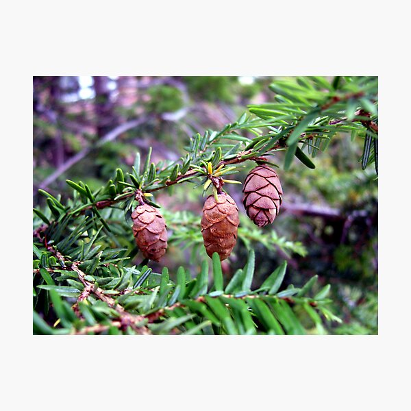 Item preview, Three Pinecones designed and sold by Tracy Engle.