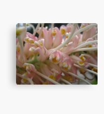 Pale Pink Grevillea Macro Canvas Print