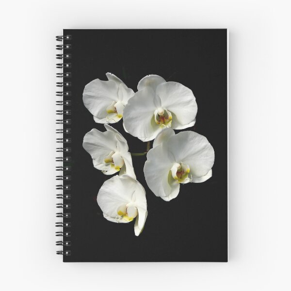 Item preview, White Phalaenopsis designed and sold by PhotosByHealy.