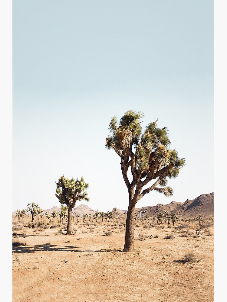 Joshua Tree by sisiandseb