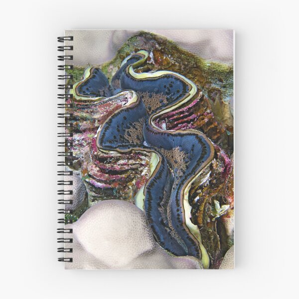 Item preview, Giant Clam designed and sold by Henry Jager.