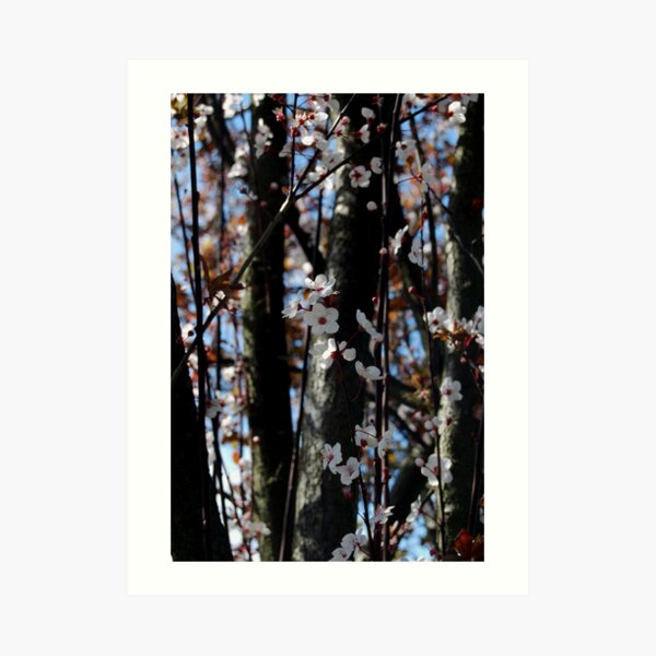 Sakura I Art Print