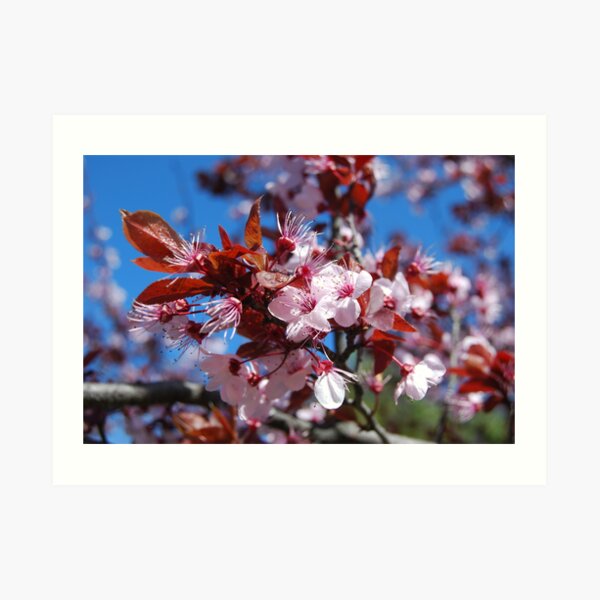 Sakura II Art Print