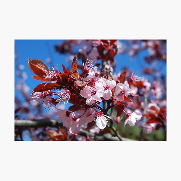 Sakura II Photographic Print