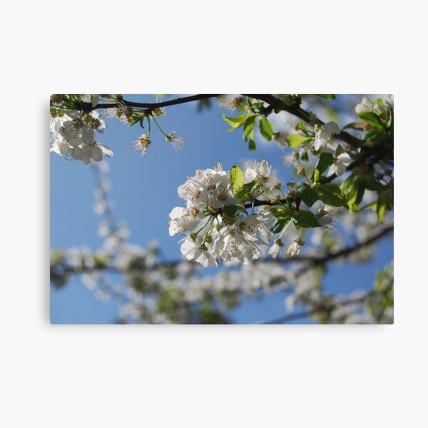 Sakura III Canvas Print